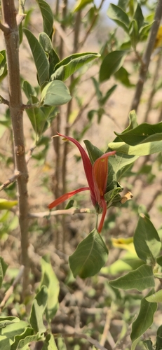 Anisotes trisulcus — photo