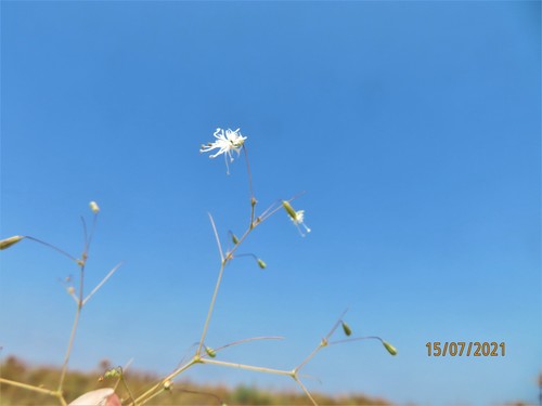Ankyropetalum gypsophiloides (Soapwort) — photo