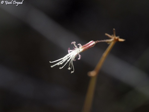 Ankyropetalum gypsophiloides (Soapwort) — photo