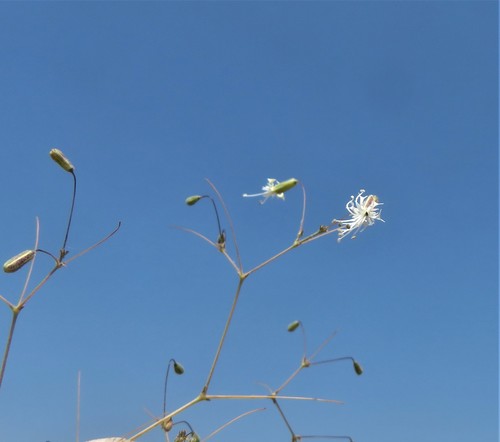 Ankyropetalum gypsophiloides
