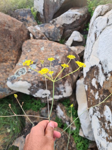 Annesorhiza altiscapa — photo