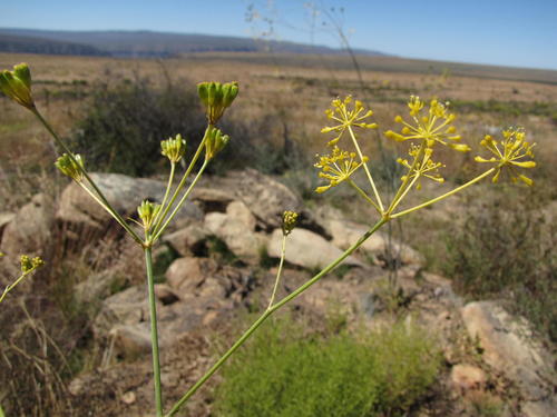 Annesorhiza altiscapa