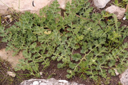 Annesorhiza grandiflora — photo