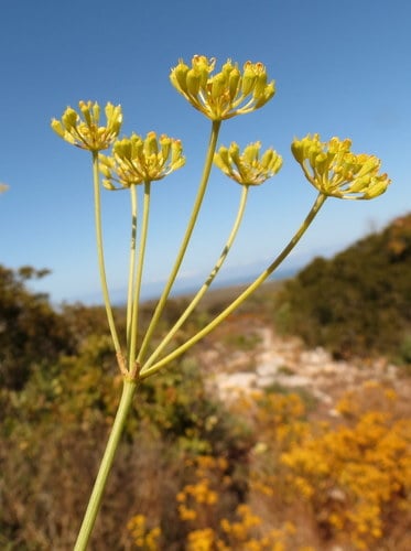 Annesorhiza grandiflora