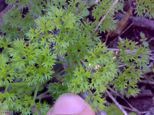 Annesorhiza macrocarpa (Anise root) — photo