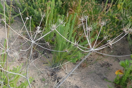 Annesorhiza macrocarpa (Anise root) — photo