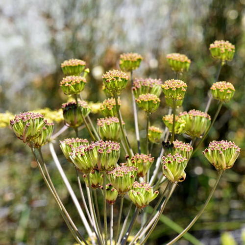 Annesorhiza macrocarpa