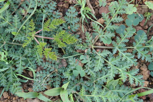 Annesorhiza nuda