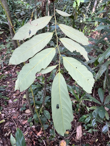 Annickia kummeriae