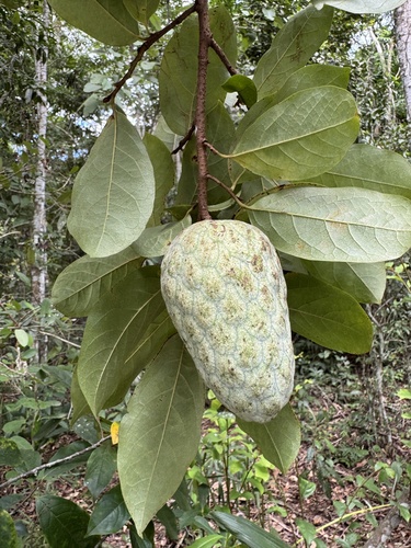 Annona acutiflora (Acuteflower annona) — photo