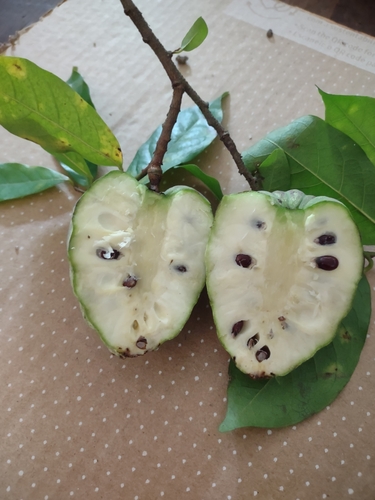 Annona acutiflora