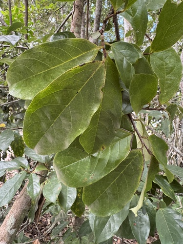 Annona acutiflora (Acuteflower annona) — photo