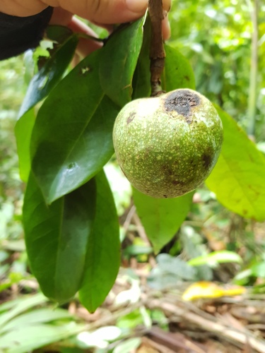 Annona amazonica (Amazon custard apple) — photo