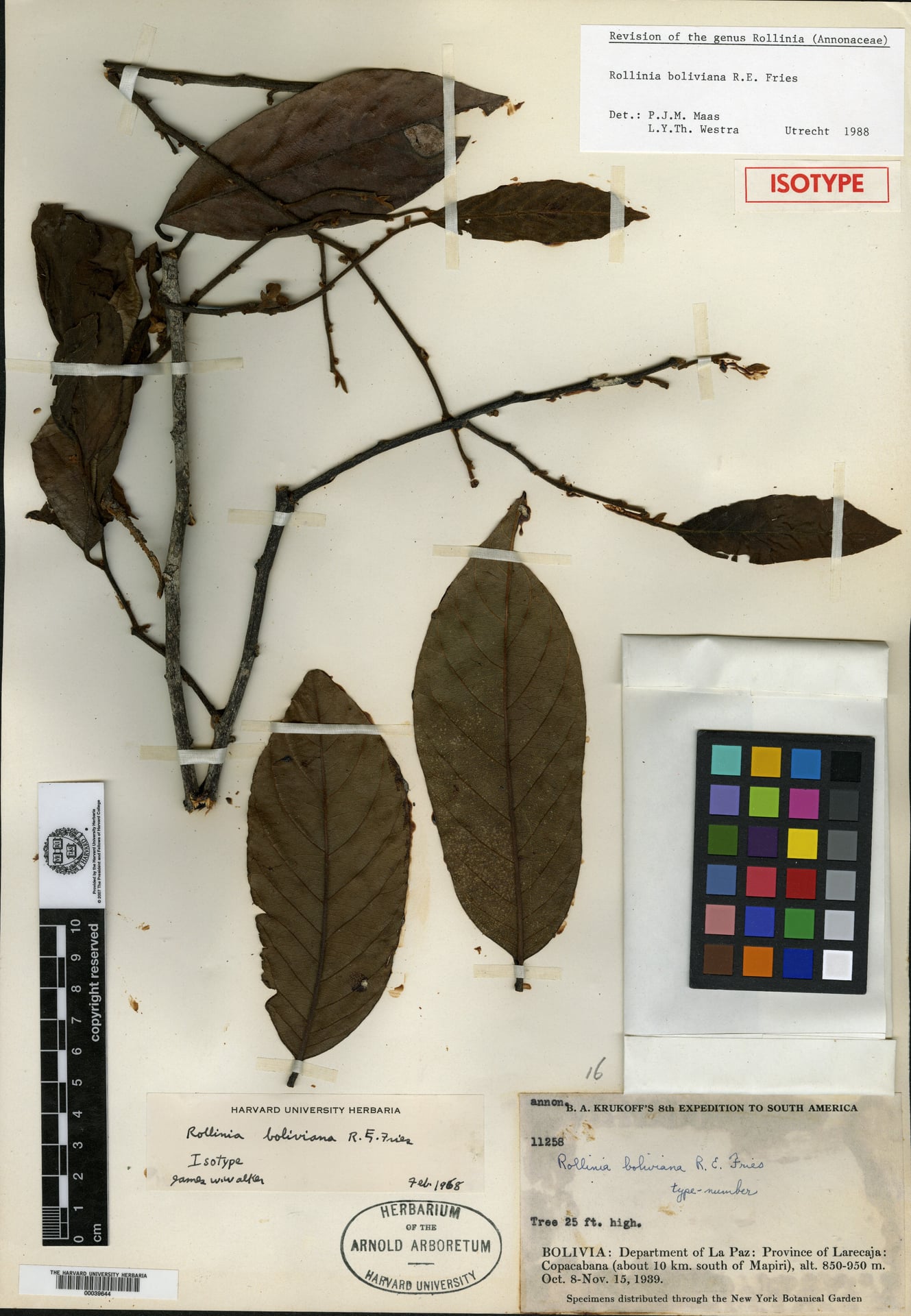 Annona boliviana (Bolivia annona) — photo