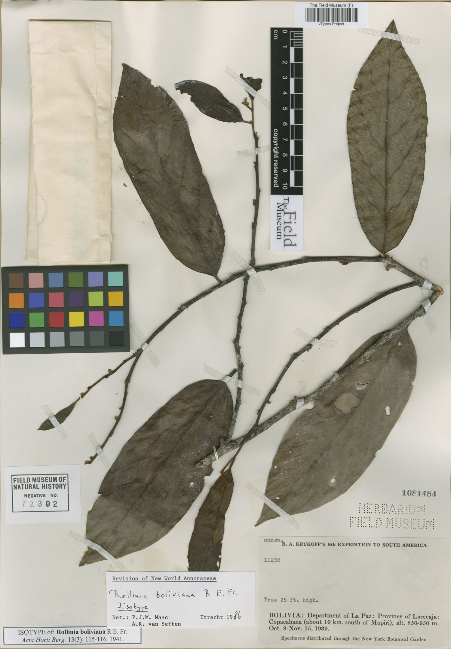 Annona boliviana (Bolivia annona) — photo