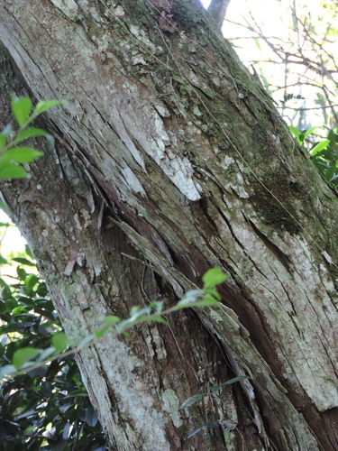 Annona cacans (Corticao) — photo
