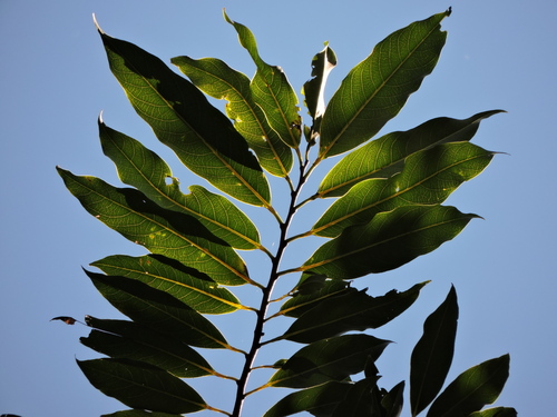 Annona cacans