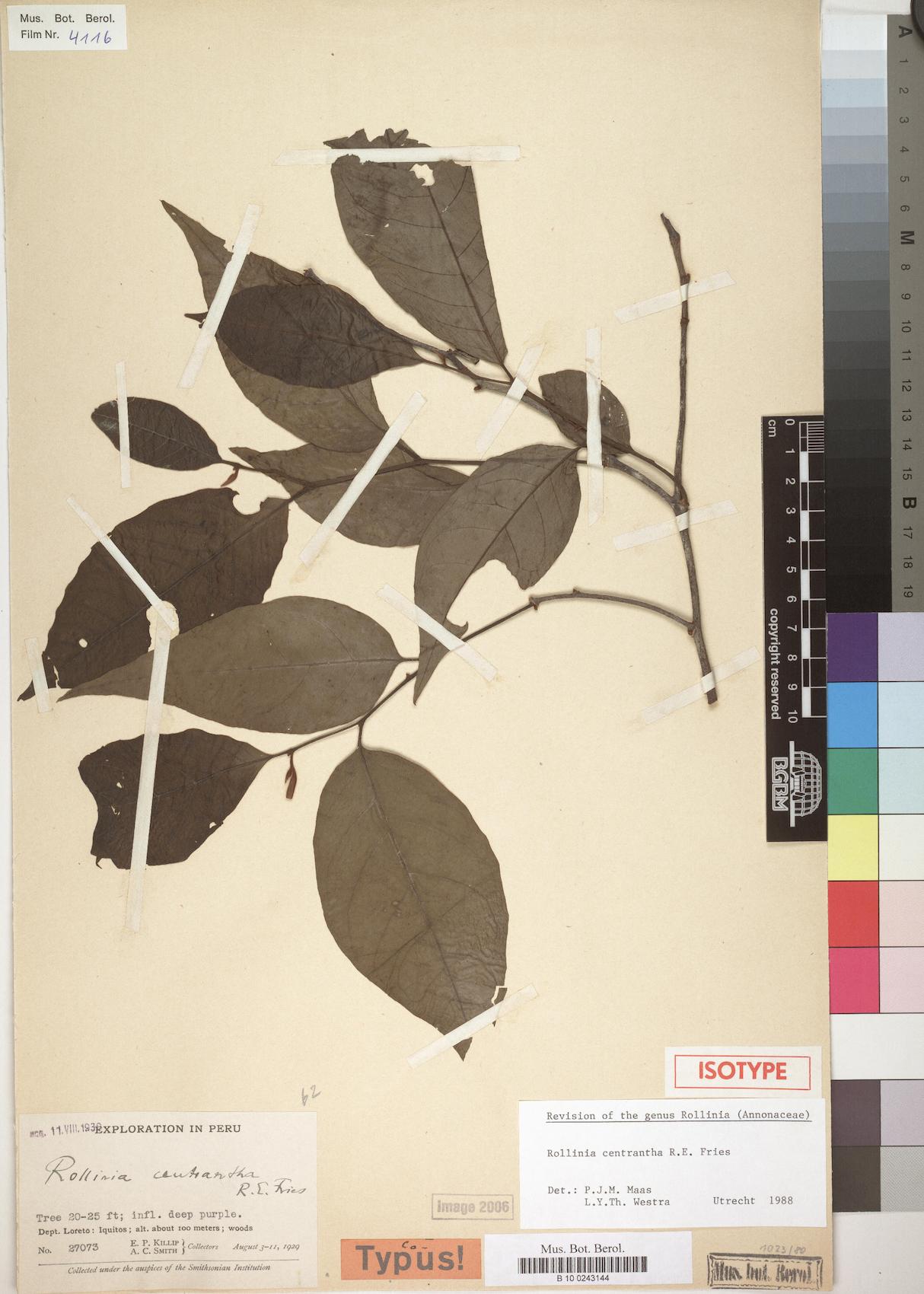 Annona centrantha (Spurflower annona) — photo