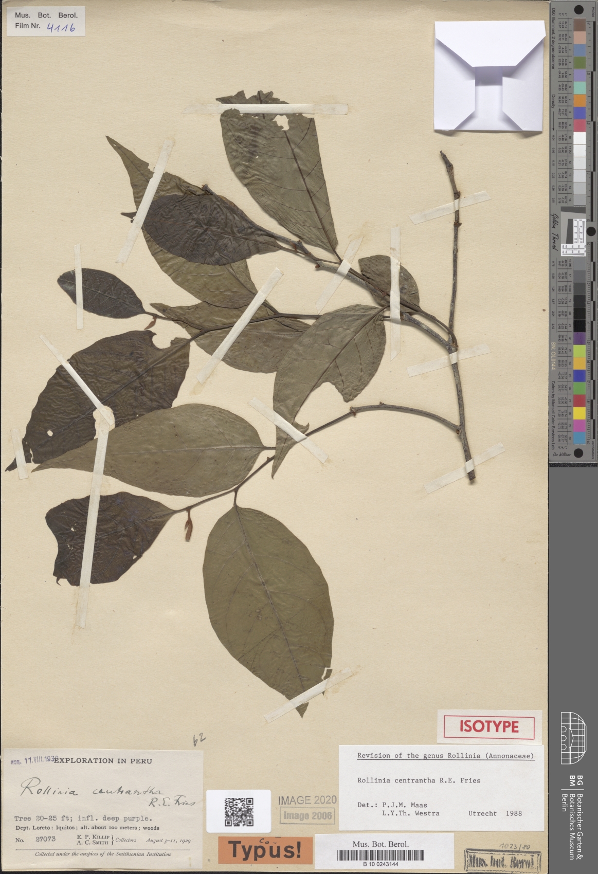 Annona centrantha (Spurflower annona) — photo
