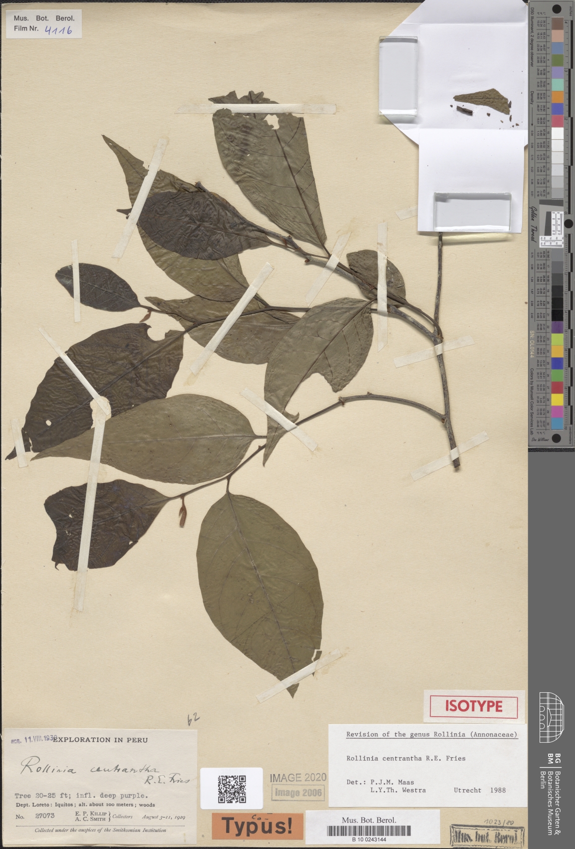 Annona centrantha