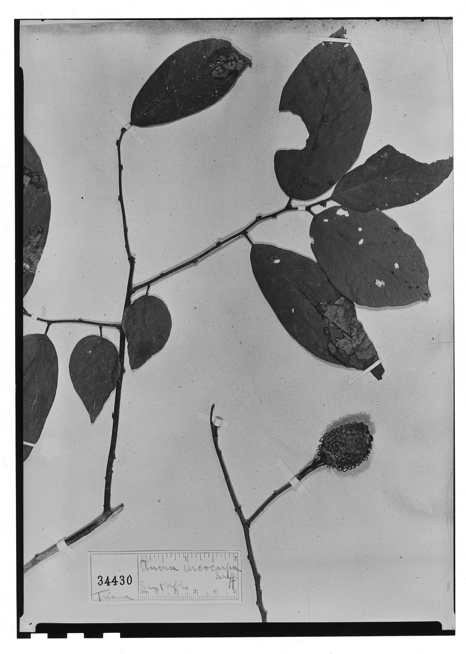 Annona cercocarpa