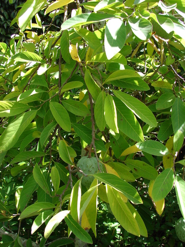 Annona cherimola x Annona squamosa (Atemoya) — photo