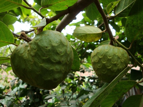 Annona cherimola x Annona squamosa (Atemoya) — photo