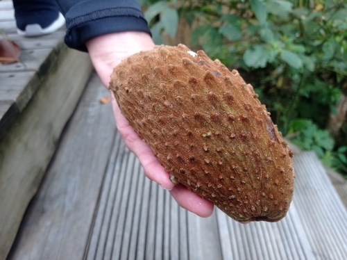 Annona cherimolioides — photo