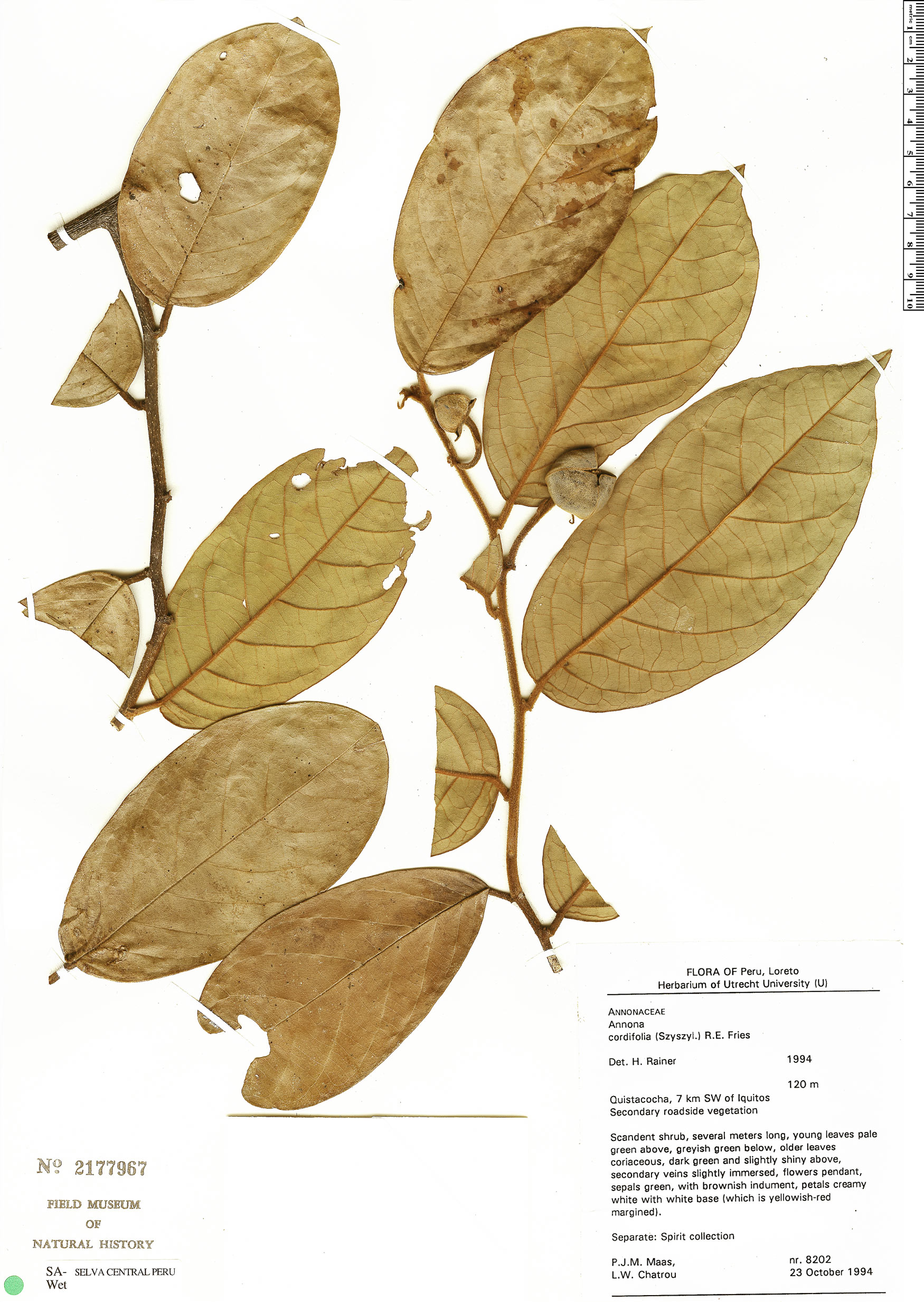 Annona cordifolia — photo