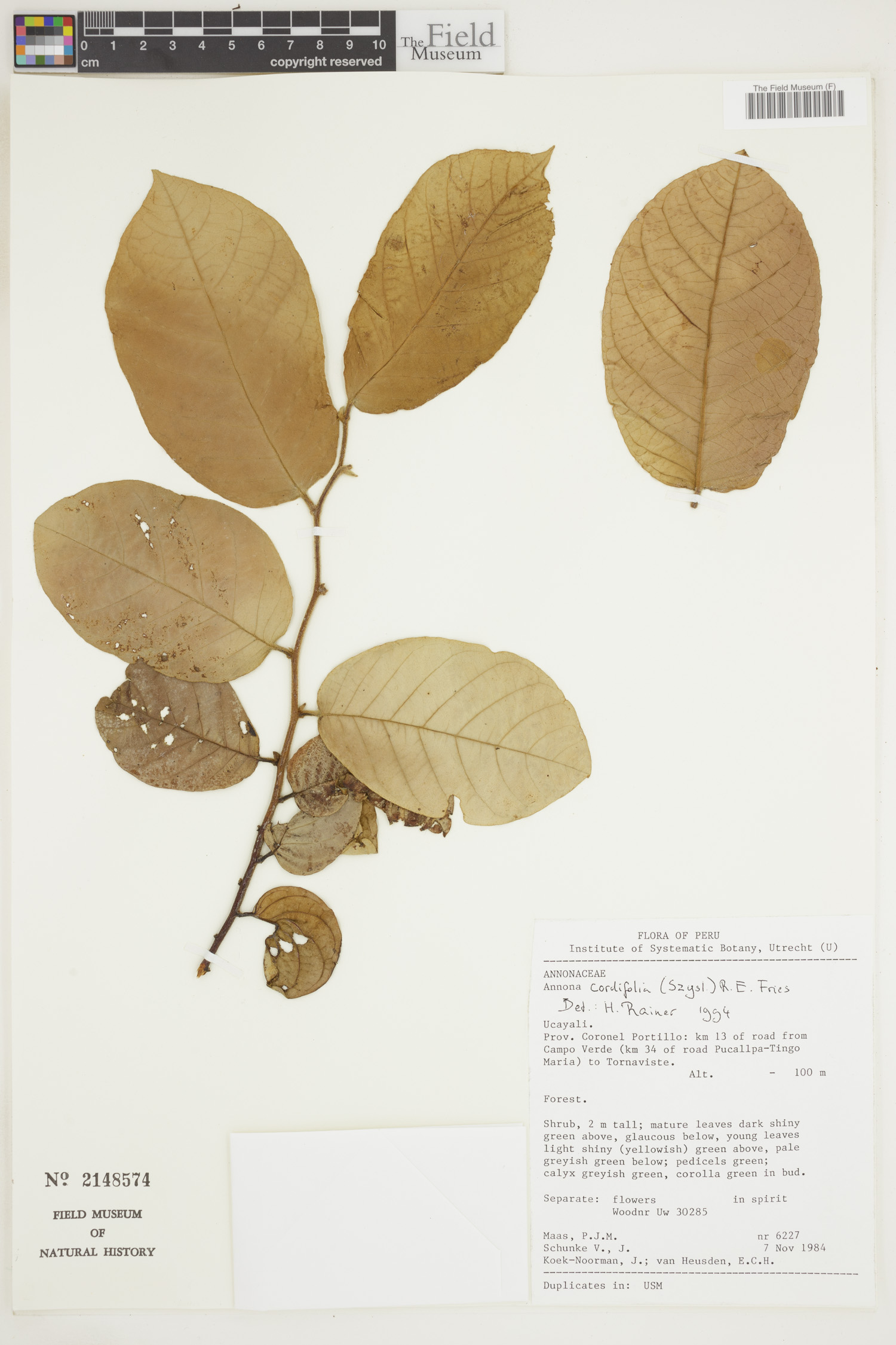 Annona cordifolia — photo