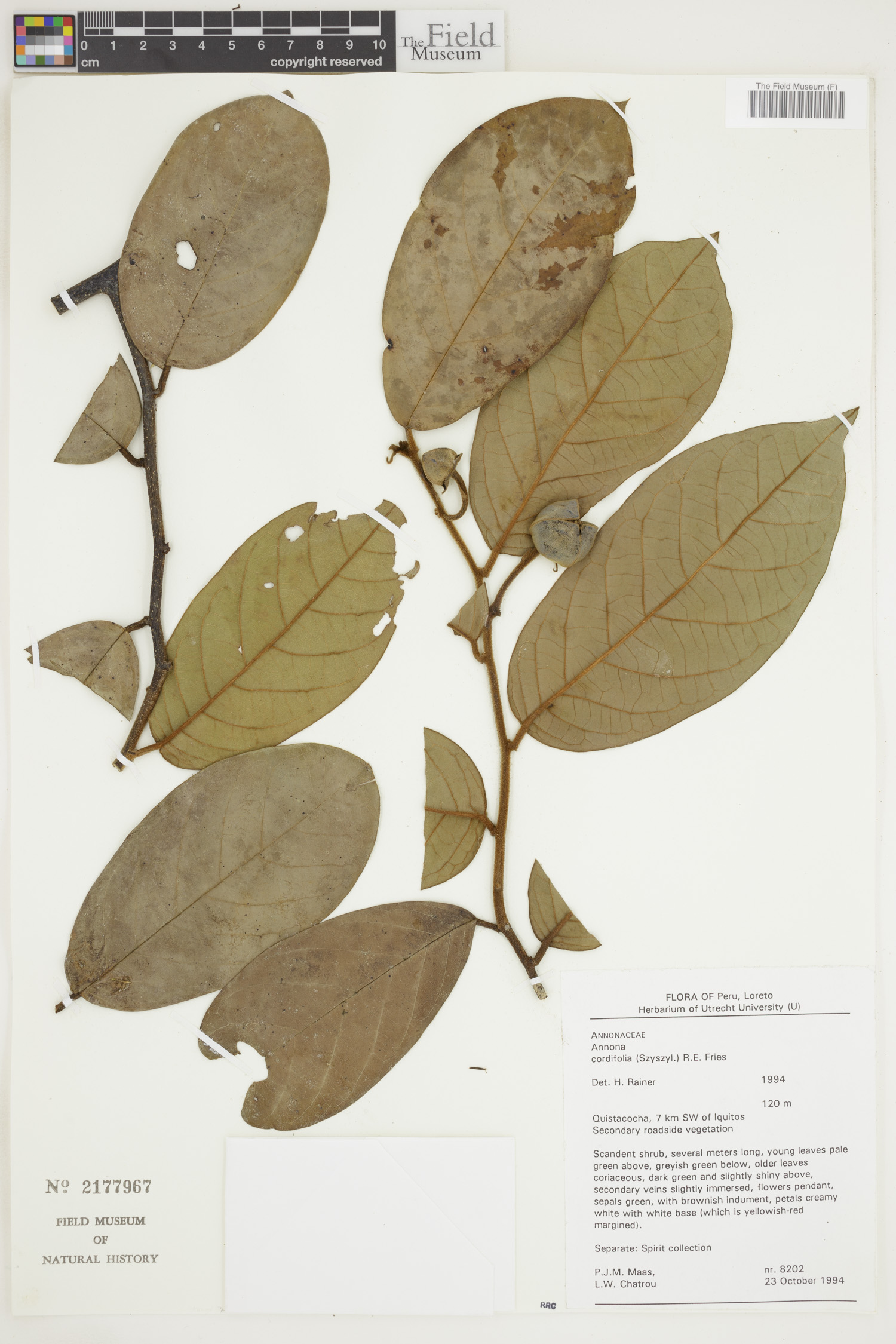 Annona cordifolia