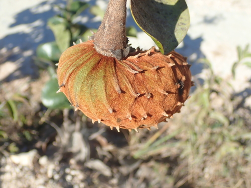 Annona coriacea (Araticum) — photo