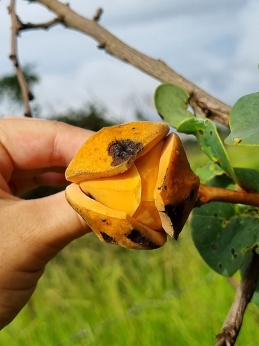 Annona coriacea (Araticum) — photo