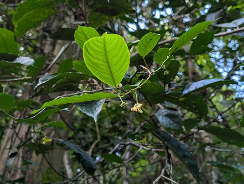 Annona cuspidata (Cuspidate annona) — photo