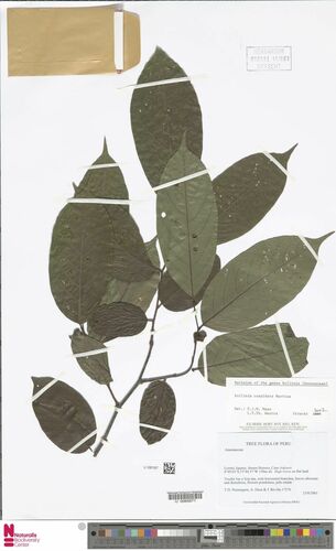 Annona cuspidata
