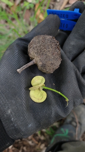 Annona dolabripetala (Lancewood) — photo