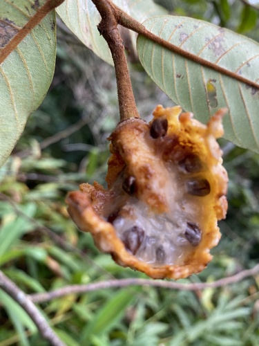Annona dolabripetala (Lancewood) — photo