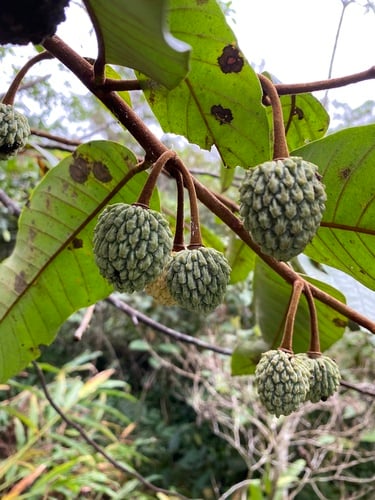 Annona dolabripetala