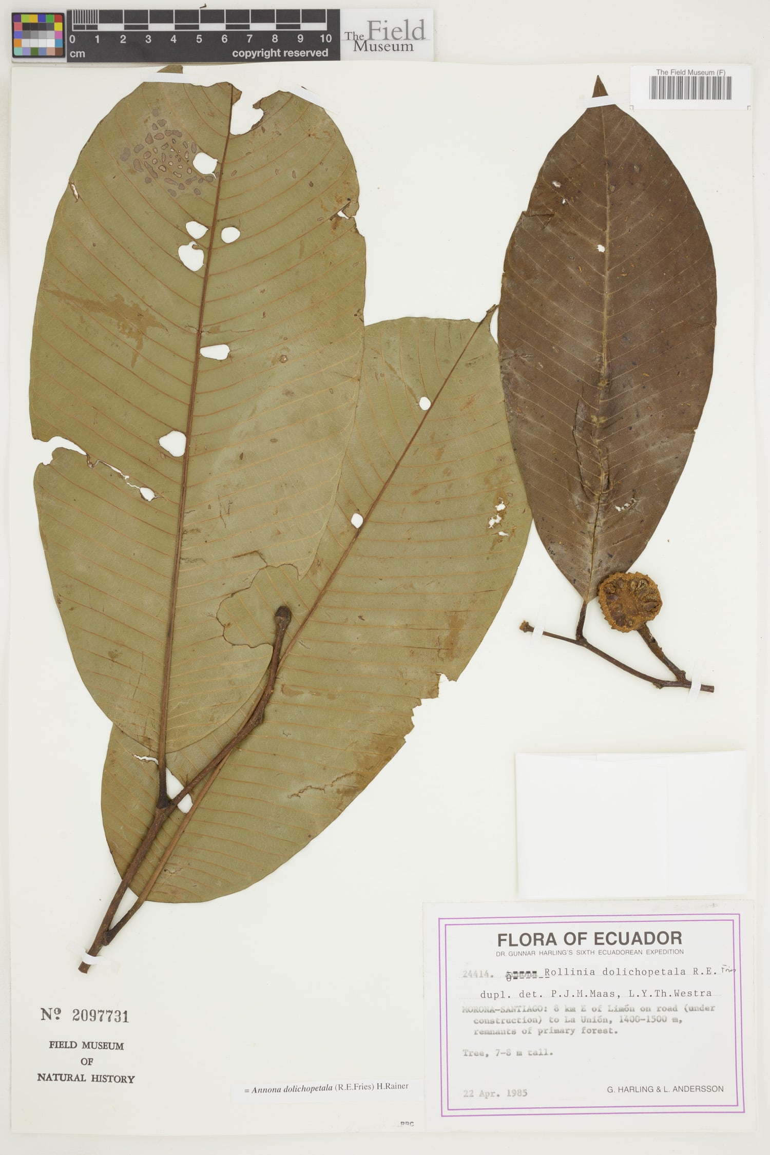 Annona dolichopetala (Longpetal annona) — photo