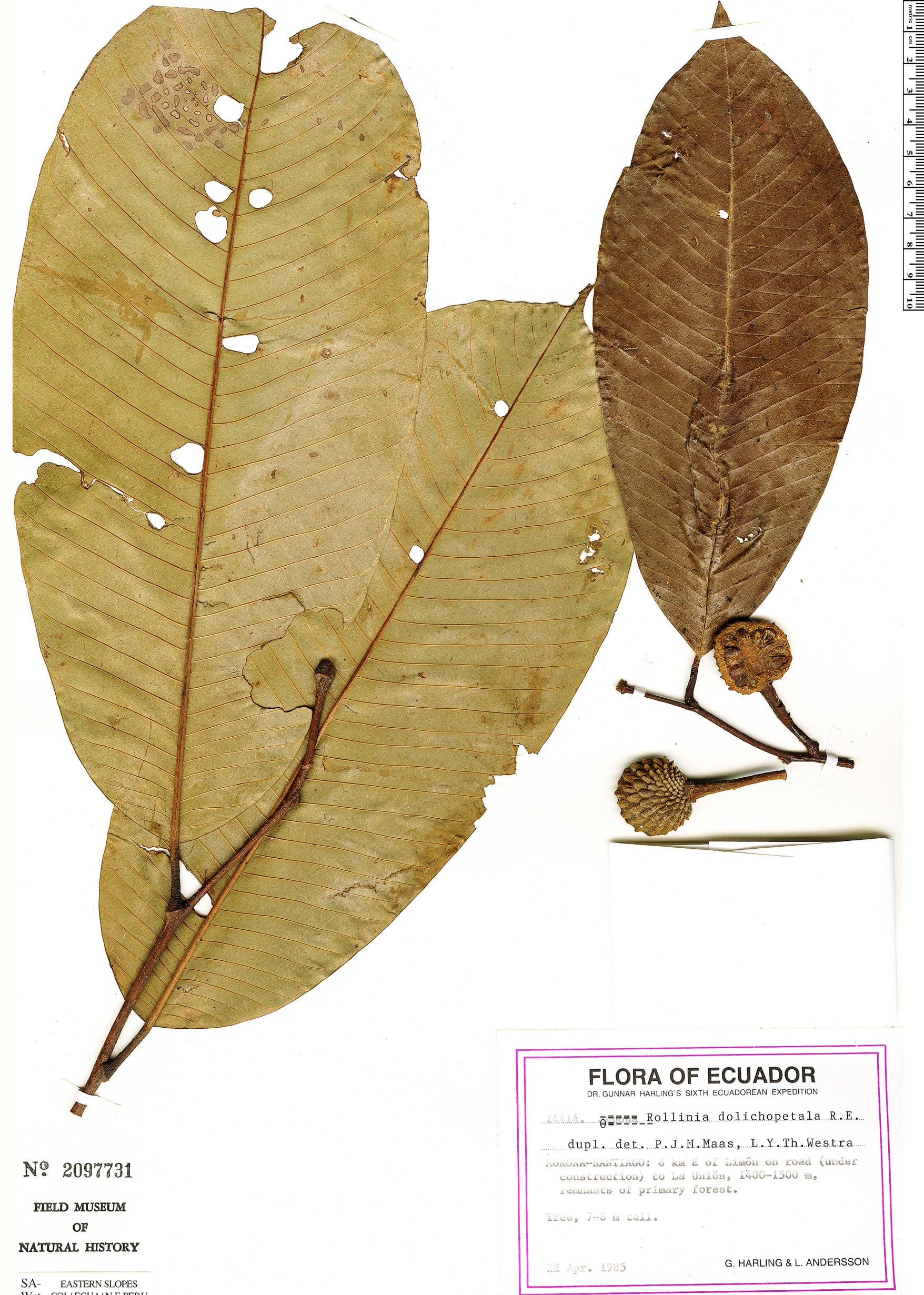 Annona dolichopetala (Longpetal annona) — photo