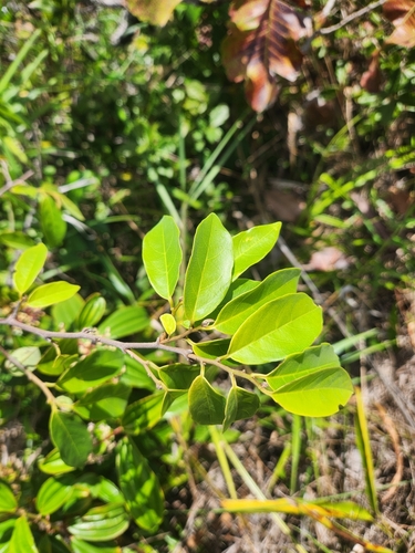 Annona echinata — photo