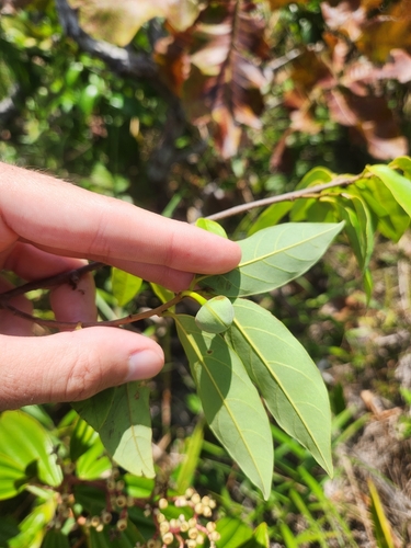 Annona echinata — photo