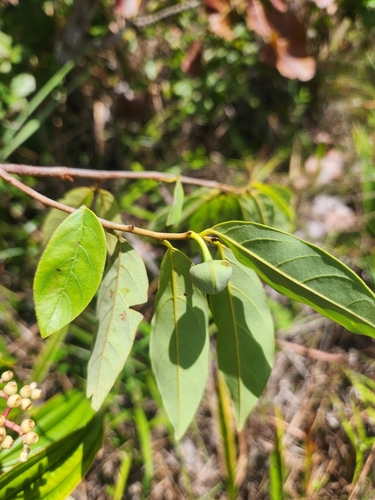 Annona echinata