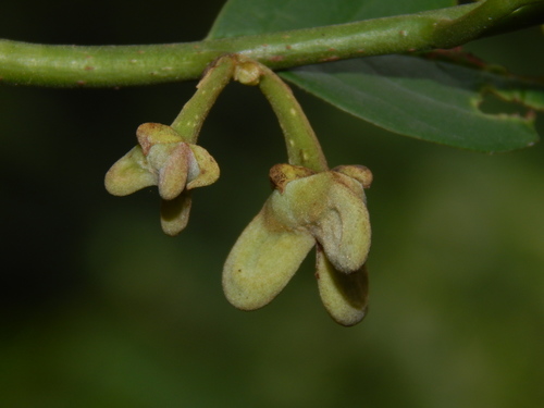 Annona edulis (Edible annona) — photo