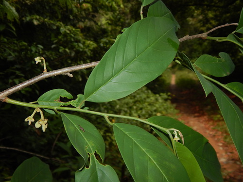 Annona edulis (Edible annona) — photo