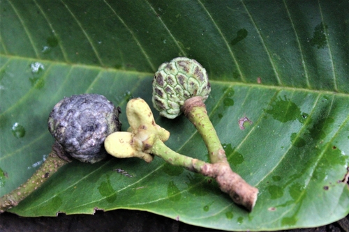 Annona edulis