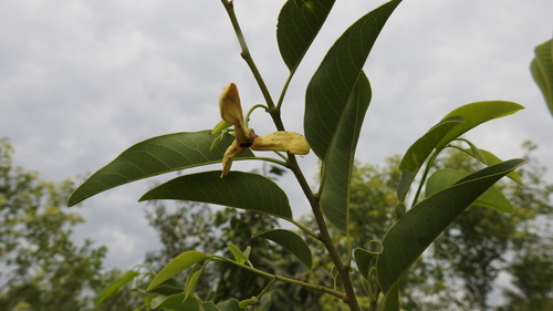 Annona emarginata (Rollinia) — photo