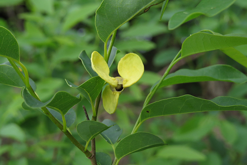 Annona emarginata (Rollinia) — photo