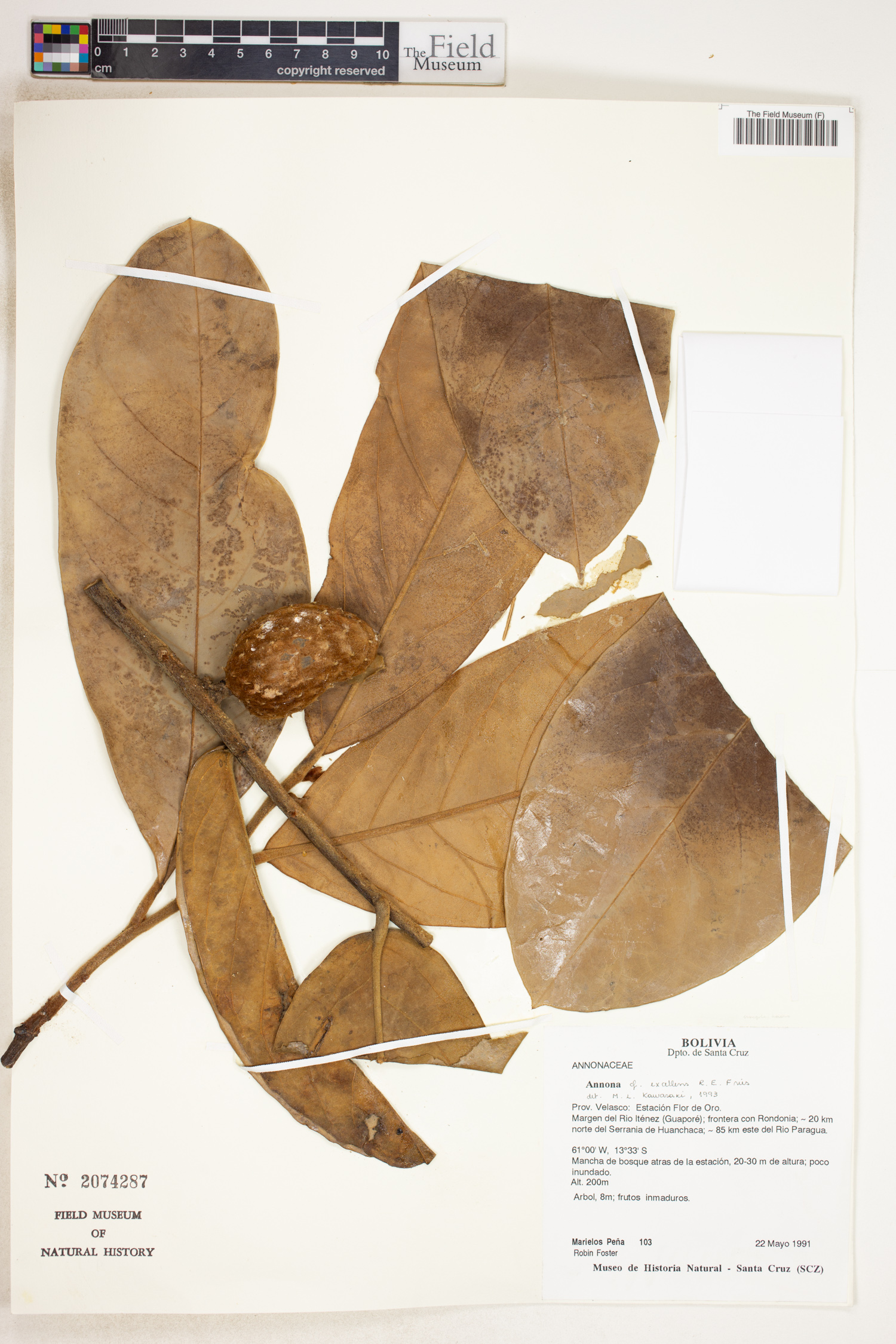 Annona excellens (Excellent annona) — photo