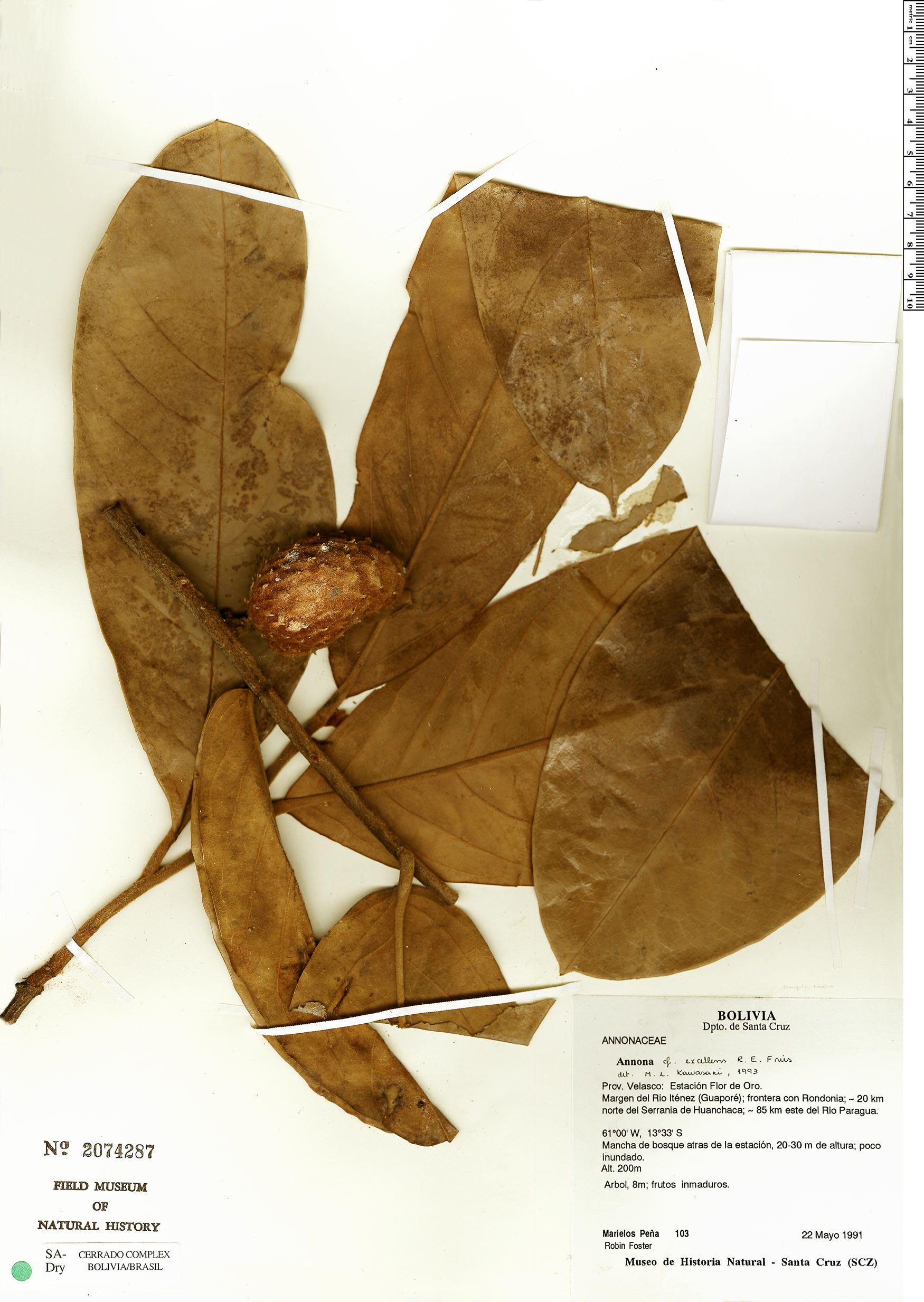 Annona excellens (Excellent annona) — photo